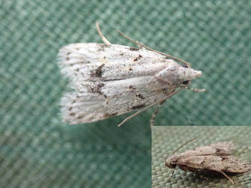Réf. 285 553 : Symmoca signatella