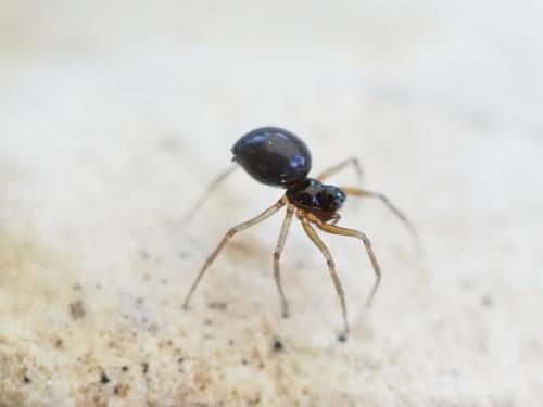 Erigoninae