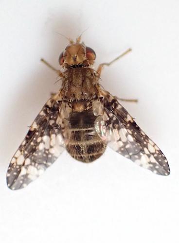 Réf. 285 959 : Oxyna flavipennis
