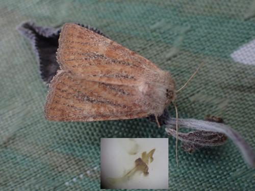 Photedes fluxa