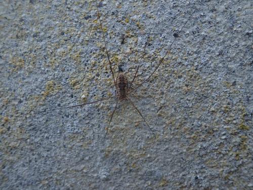 Phalangium opilio