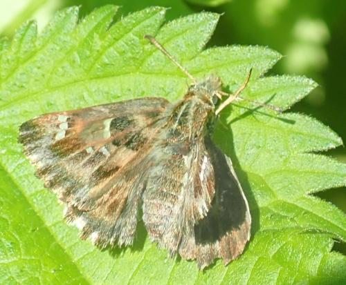 Carcharodus alceae