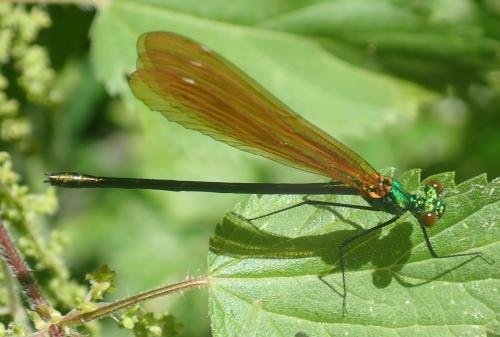 Calopteryx virgo
