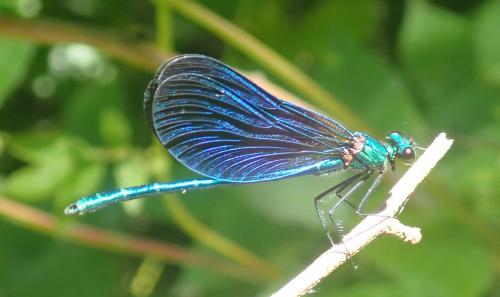Calopteryx virgo