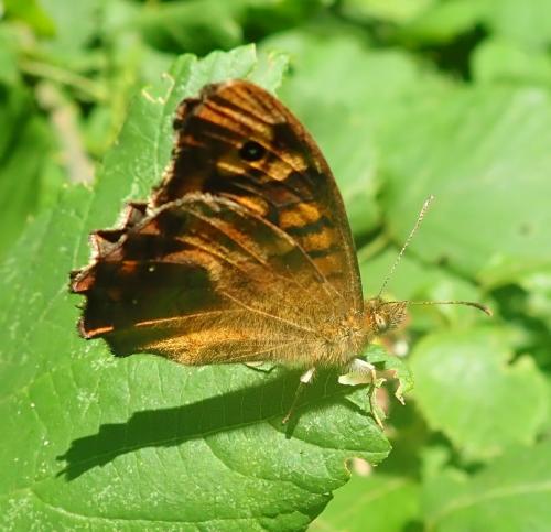 Pararge aegeria