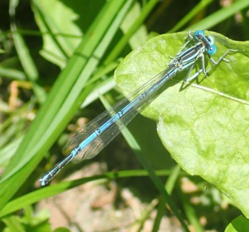 Platycnemis pennipes