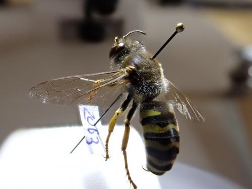Réf. 285 820 : Bembix rostrata
