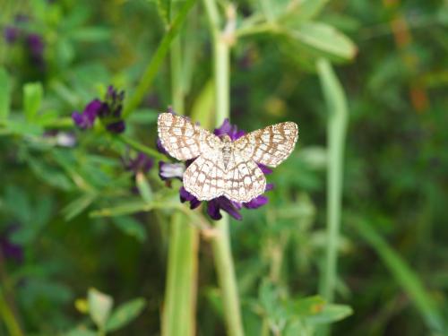 Réf. 285 938 : Chiasmia clathrata