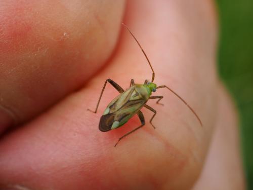 Réf. 285 942 : Adelphocoris sp.