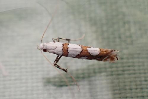 Réf. 285 916 : Spulerina simploniella