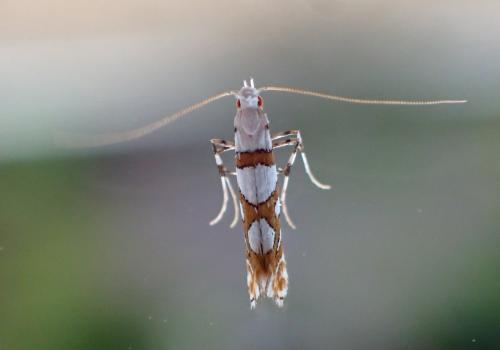 Réf. 285 917 : Spulerina simploniella