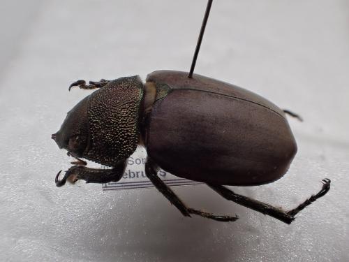 Spodochlamys caesarea