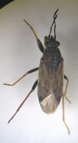 Peritrechus gracilicornis