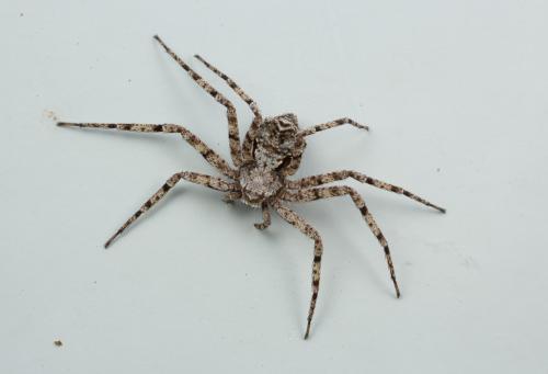 Philodromus sp.