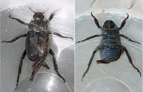Hoplia philanthus