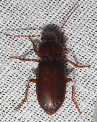 Scybalicus oblongiusculus