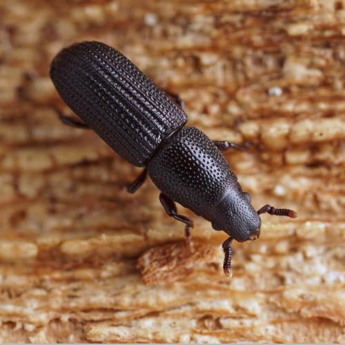 Réf. 285 014 : Rhyncolus elongatus