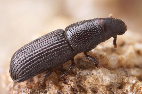 Réf. 285 015 : Rhyncolus elongatus
