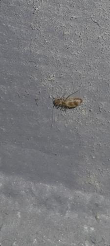 Réf. 285 616 : Dorypteryx sp.