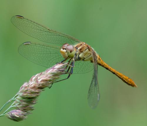Réf. 285 755 : Sympetrum meridionale