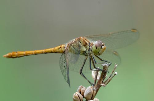 Réf. 285 756 : Sympetrum meridionale