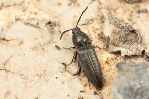 Cidnopus pilosus