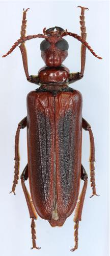 Réf. 285 752 : Eletica testacea