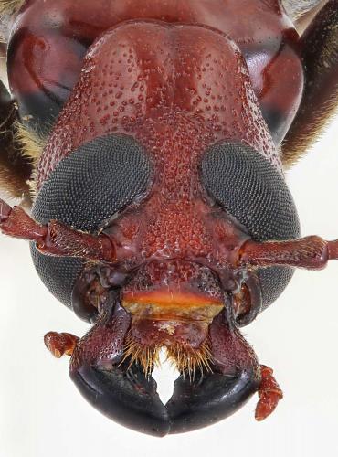 Réf. 285 753 : Eletica testacea