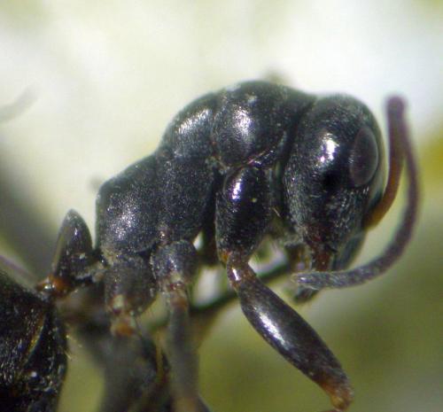 Réf. 285 694 : Formica sp.