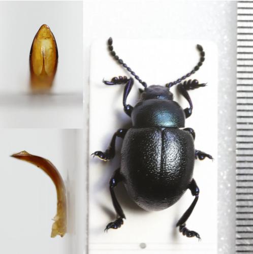 Timarcha goettingensis