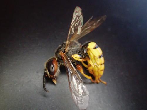 Réf. 285 128 : Philanthus triangulum