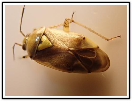 Lygus sp.
