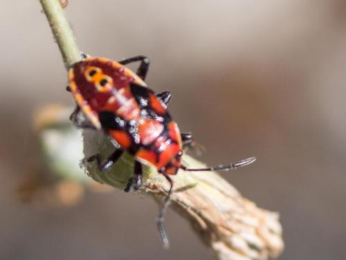 Réf. 285 115 : Spilostethus pandurus