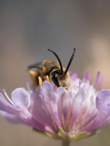 Réf. 285 117 : Halictus scabiosae
