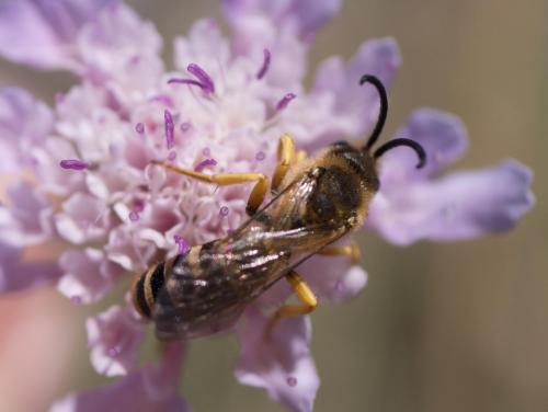 Réf. 285 118 : Halictus scabiosae