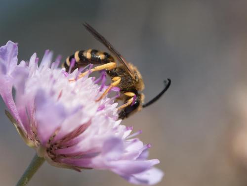 Réf. 285 120 : Halictus scabiosae