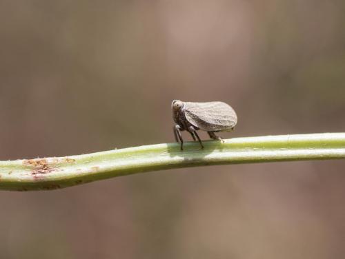Agalmatium sp.