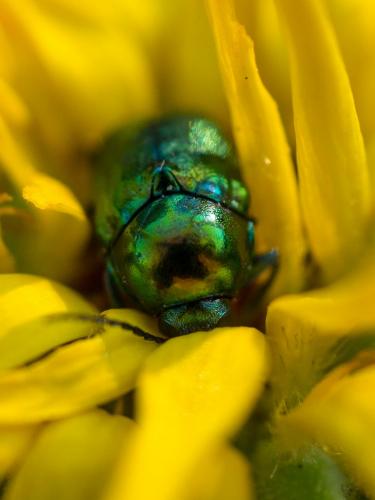 Cryptocephalus sp.