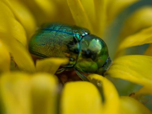 Cryptocephalus sp.
