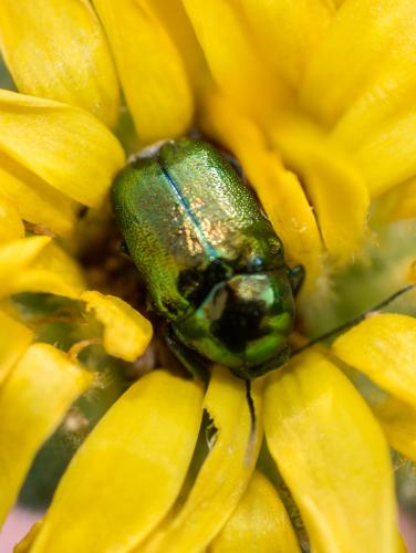 Cryptocephalus sp.