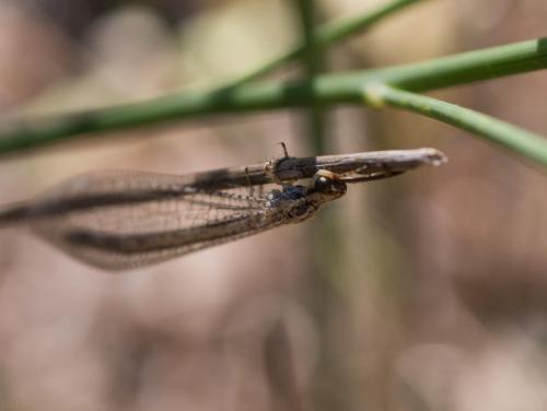 Réf. 285 722 : Macronemurus appendiculatus