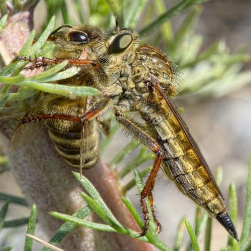 Machimus chrysitis