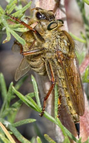 Machimus chrysitis