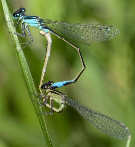 Ischnura elegans