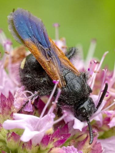 Scolia sexmaculata