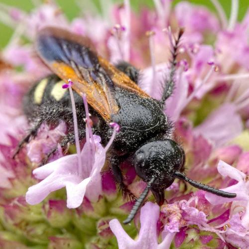 Scolia sexmaculata