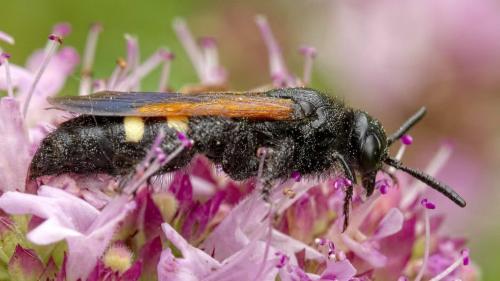 Scolia sexmaculata