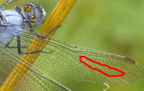 Orthetrum brunneum