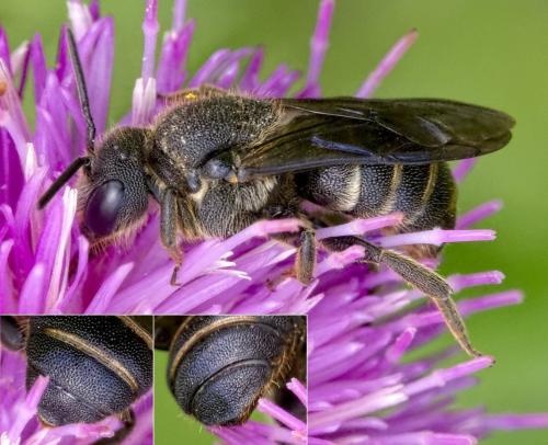 Réf. 285 932 : Stelis punctulatissima