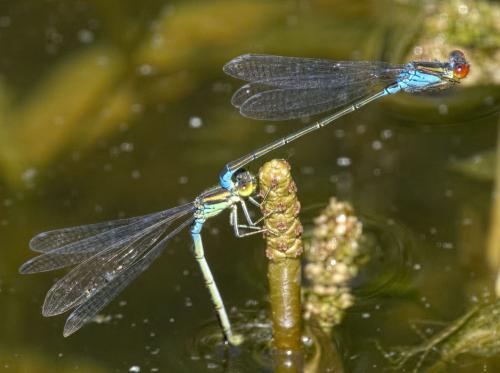 Erythromma viridulum